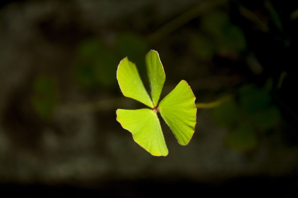 四叶三叶草图片下载