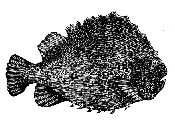 动物仿古雕刻插图:笨蛋图片下载