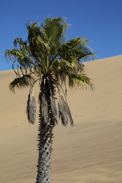 纳米比亚沙漠上的棕榈树图片下载