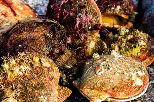 北极巴伦支海沿岸的新鲜冰岛扇贝图片下载