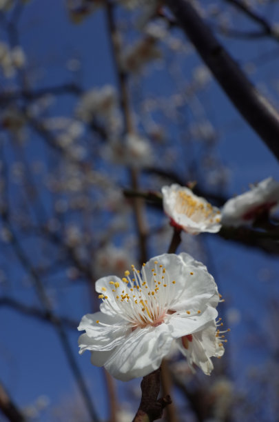 日本梅树的白花图片下载