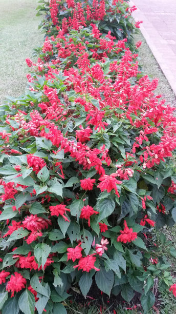 一个放满红花的花坛。图片下载