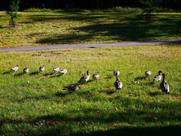 澳大利亚的鸭子图片下载