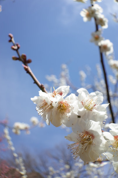 日本梅树的白花素材图片