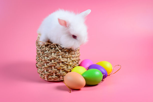 白色毛茸茸的兔子和红色的眼睛坐在篮子里编织在粉红色的背景和彩色的鸡蛋图片下载