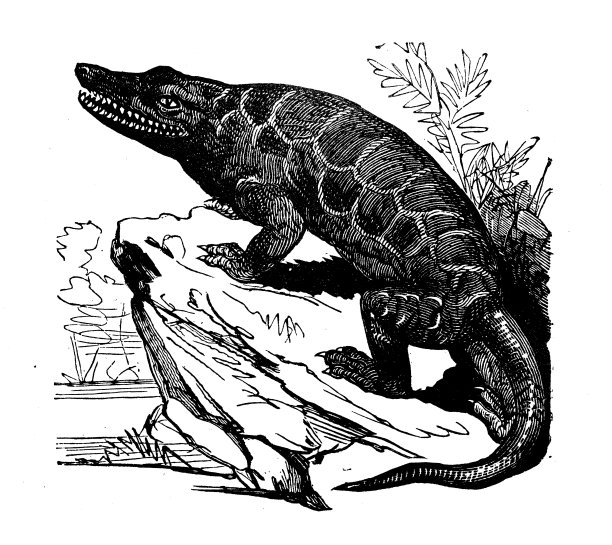 动物古玩雕刻插图:巨龙图片下载