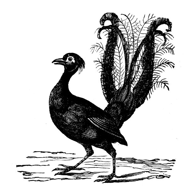 动物仿古雕刻插图:七弦鸟图片下载