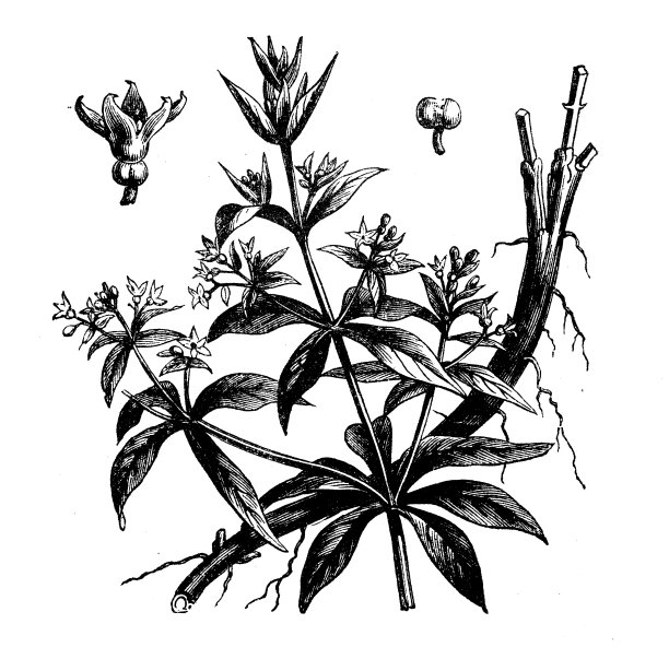 植物学植物古版画插图:茜草图片下载