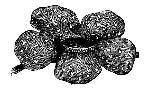 植物学植物古版画插图:阿尔诺花图片下载