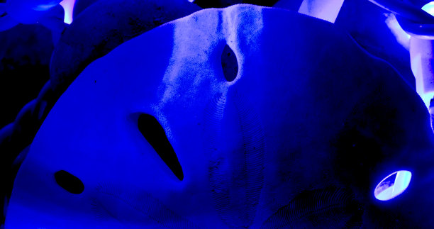 被蓝光包围的沙美元图片下载