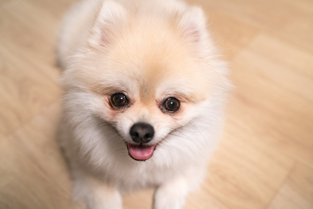 一只可爱的博美犬在微笑。图片下载