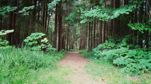 森林的小路图片下载