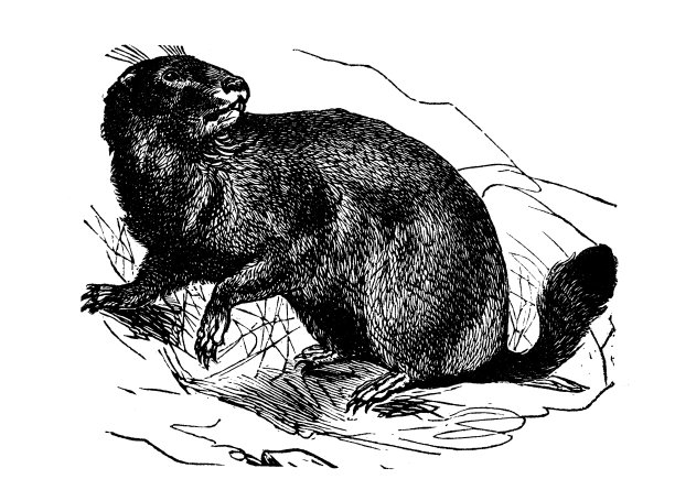 动物仿古雕刻插图:欧洲土拨鼠图片下载