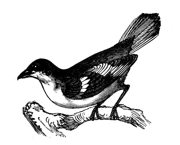 动物仿古雕刻插图:植物切割机图片下载