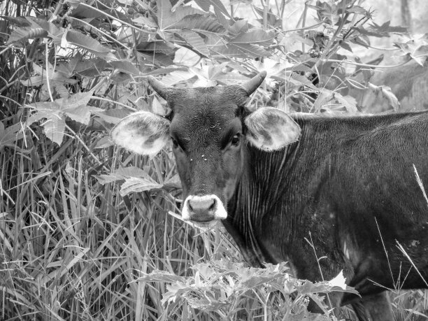 小公牛望着照相机图片下载