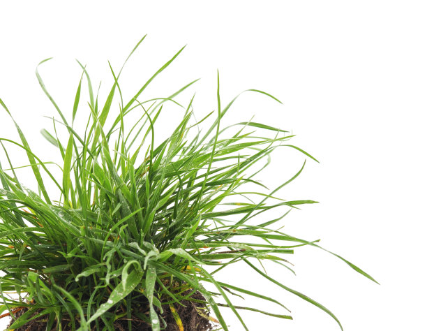 草和根。图片下载