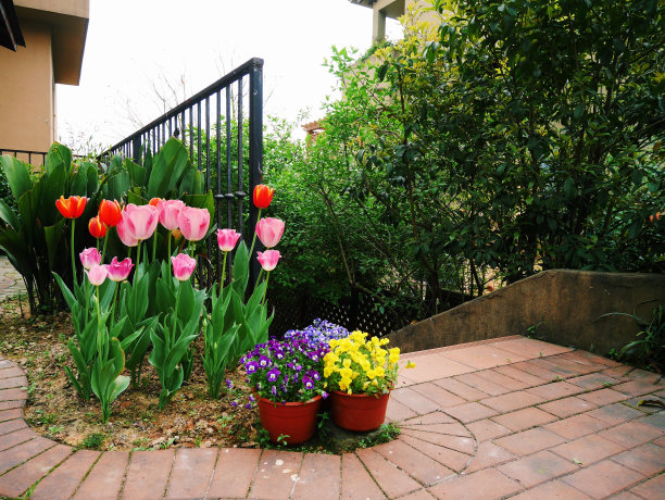 美丽的郁金香图片下载