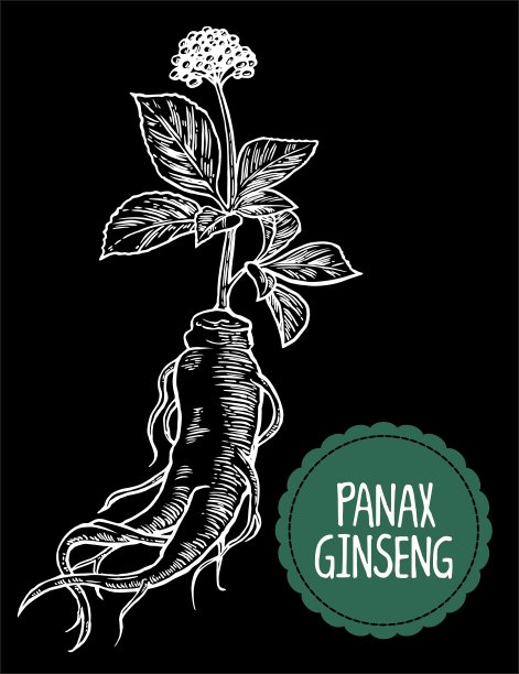 人参的根和叶。矢量雕刻古董插图的药用植物。生物添加剂。健康的生活方式。用于传统医学、园艺。黑色背景。图片下载