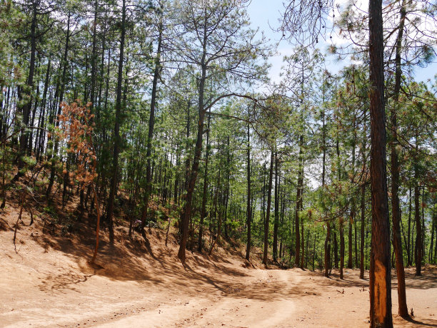 中国云南省的森林图片下载