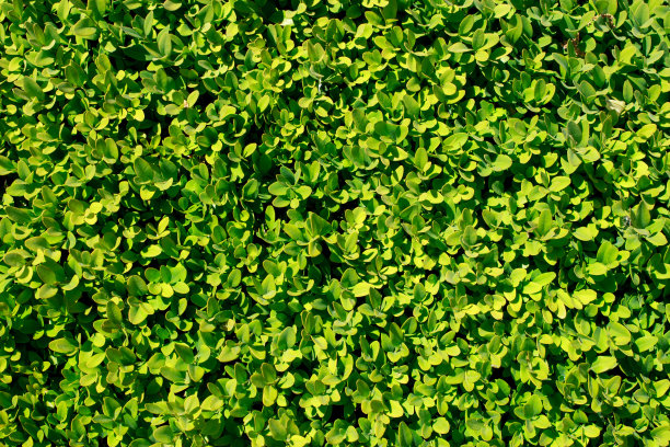 绿色叶子的质地图片下载