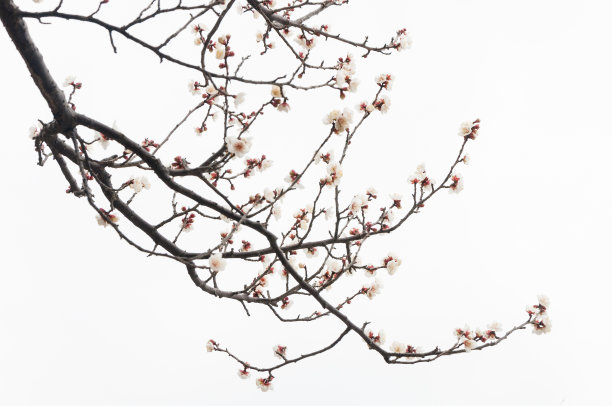 盛开的白梅花图片下载