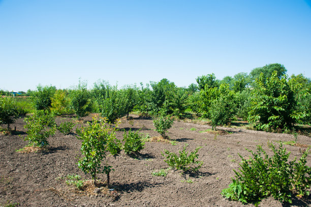 幼林生长图片下载