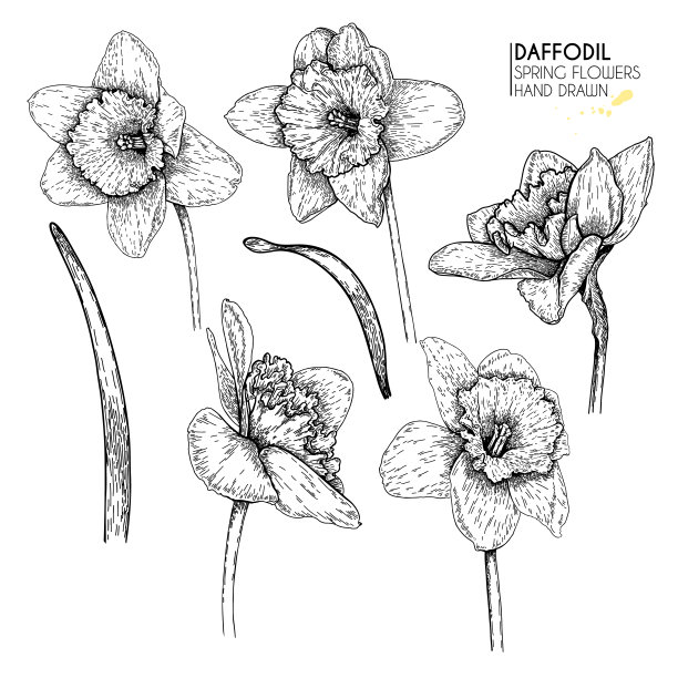 手绘一套水仙花或水仙花。向量雕刻艺术。春天花园的花。Monocrome草图。适合婚礼卡片，派对装饰，问候传单，海报，横幅设计。素材图片