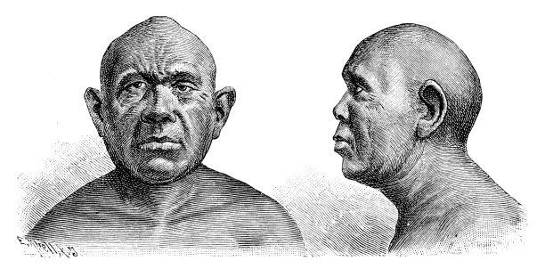 1894年的无毛澳大利亚雕刻图片下载