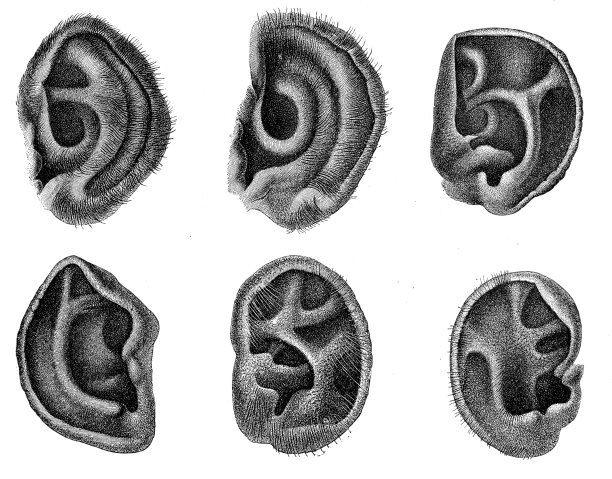 黑猩猩的耳朵雕刻1894图片下载