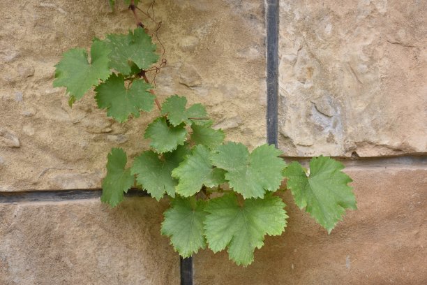 葡萄分支图片下载