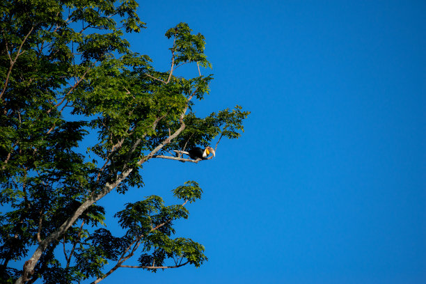 泰国Khao Yai国家公园的花环犀鸟图片下载