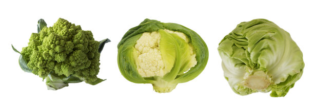 不同种类的卷心菜。花椰菜，花椰菜和卷心菜孤立在白色背景上。与复制空间的文本。Сabbage与复制空间的文本。白色背景上的绿色食物。绿色蔬菜孤立在白色上。不同蔬菜的拼贴画图片下载