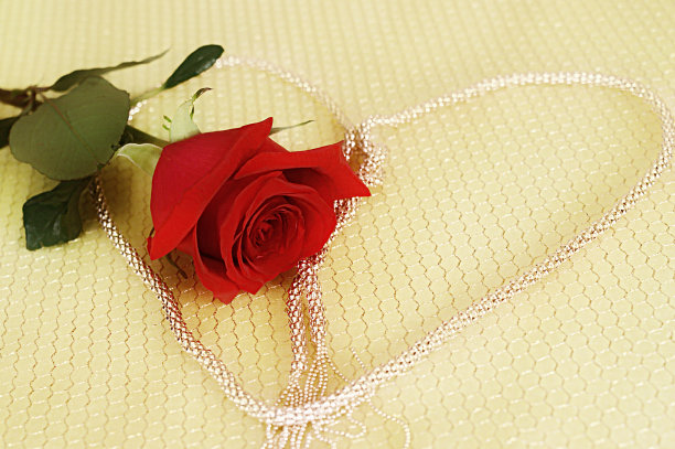 美丽的红玫瑰躺在象征的心背景上的金格子图片下载