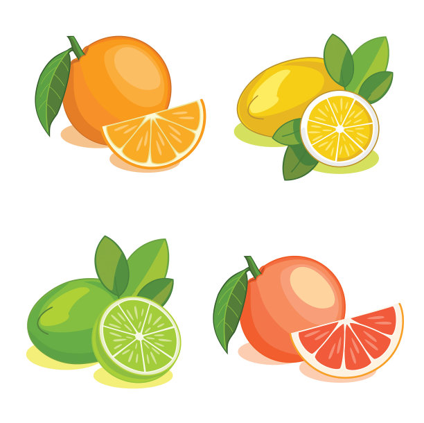 一套柑橘类水果。矢量插图。图片下载