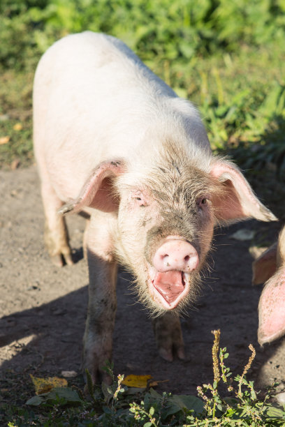 草地上可爱的小猪图片下载