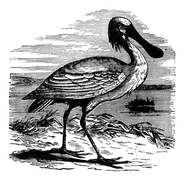 动物仿古雕刻插图:白鹭图片下载
