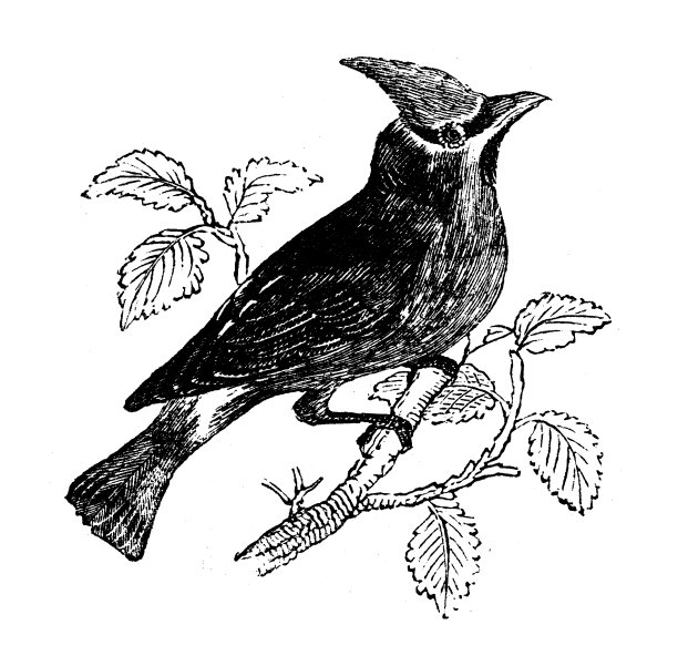 动物仿古雕刻插图:蜡翼图片下载