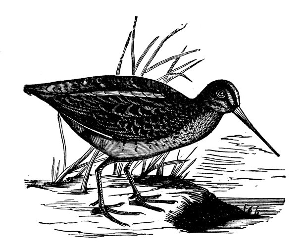 动物古董雕刻插图:杰克·斯奈普图片下载