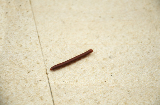 在地上行走的千足虫图片下载