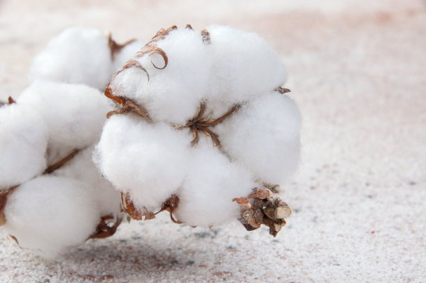 混凝土背景上的棉花花图片下载