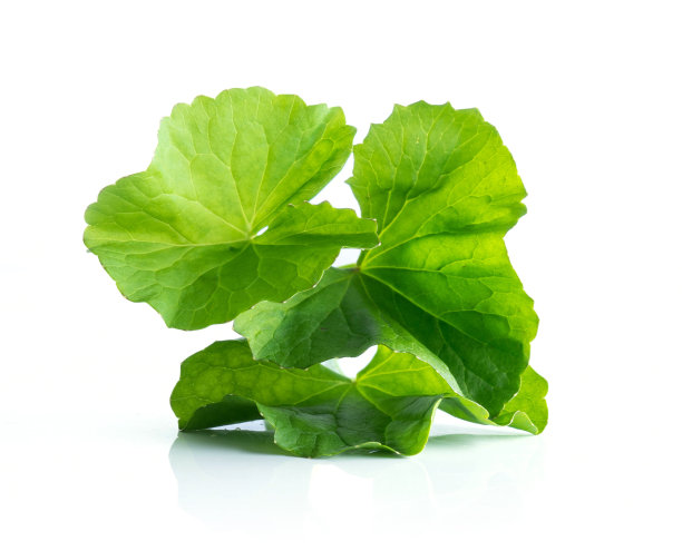 白底上的一种白叶草的叶子素材图片