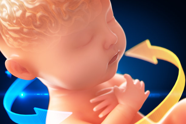 婴儿的大脑和神经系统，3d渲染胎儿的大脑x光内，3d插图。图片下载