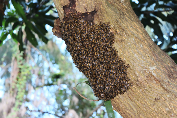 一群蜜蜂在树干上图片下载