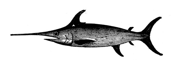 动物仿古雕刻插图:剑鱼图片下载