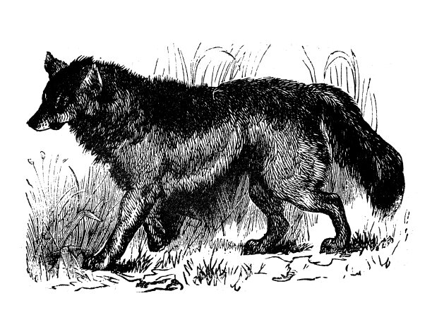 动物仿古雕刻插图:草原狼图片下载