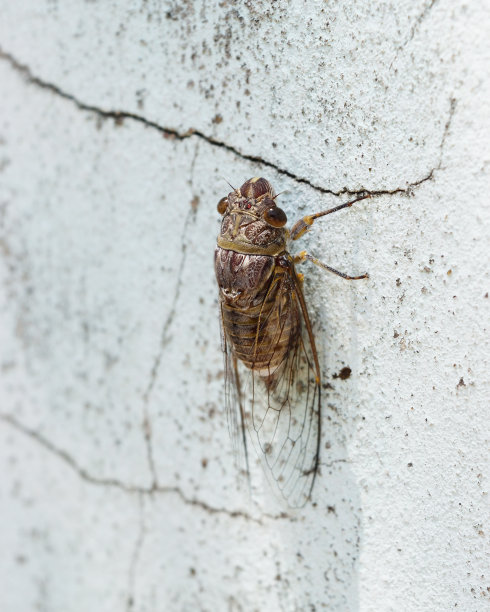 灰色混凝土墙上的蝉图片下载