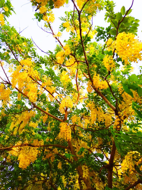 仲夏的黄色梦的活力图片下载