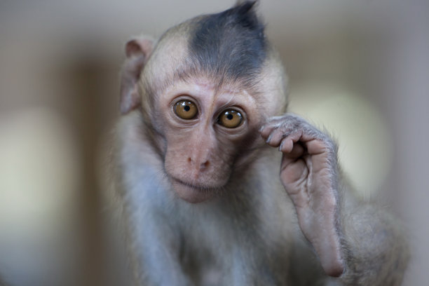 可爱的猴子图片下载