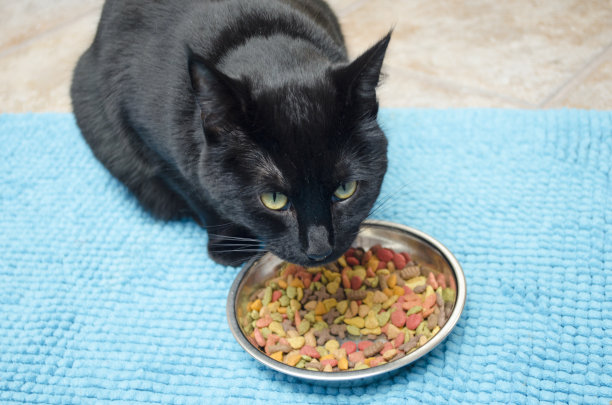 黑猫吃它的食物图片下载