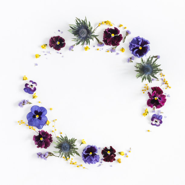 白色背景上的三色堇花。平躺，俯视图图片下载